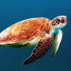 Zeebioloog tot makelaar